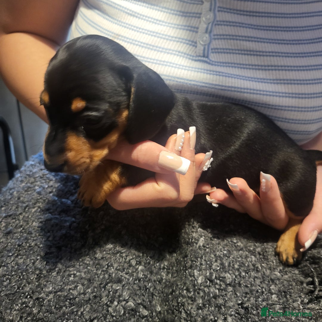Dachshund dogs for sale: Miniture dashound  - Image 4