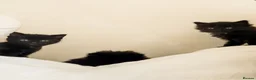 Norwegian Forest Cat cats for sale: 🐾 Loving Fluffy Kittens for New Homes - Advert 4