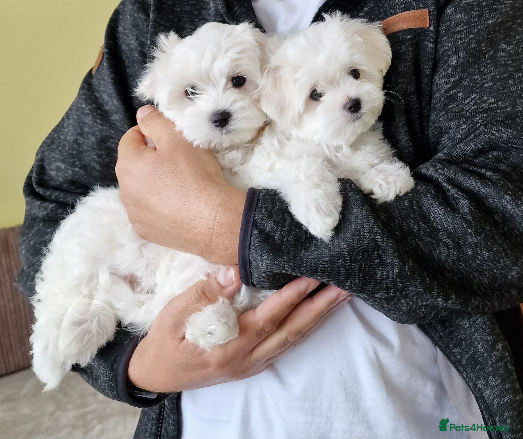 Maltese dogs Beautiful Maltese puppies  in Portsmouth - Advert 7