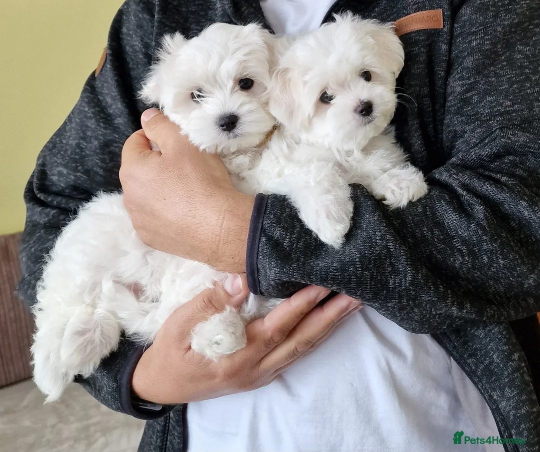 Maltese dogs for sale: Beautiful Maltese puppies  in Portsmouth - Advert 1
