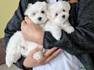 Maltese dogs Beautiful Maltese puppies in Portsmouth - Advert 15