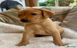Labrador Retriever dogs for sale: Kc reg fox red Labradors  - Advert 23