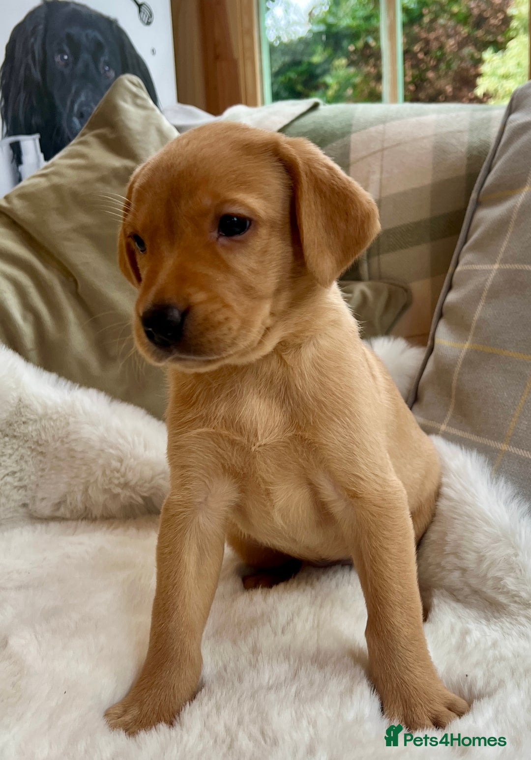 Labrador Retriever dogs for sale: Kc reg fox red Labradors  - Advert 23