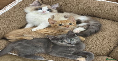 Mixed Breed cats - Advert 16