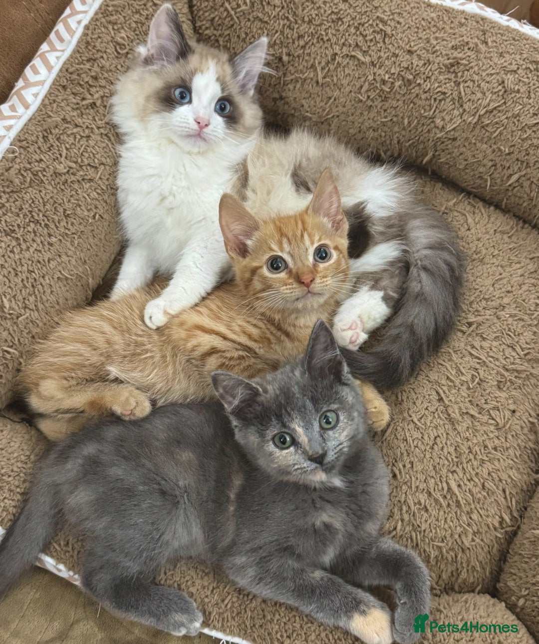 Mixed Breed cats for sale: BEAUTIFUL KITTENS  - Image 1