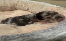 French Bulldog dogs for sale: fluffy french bulldogs - Advert 4