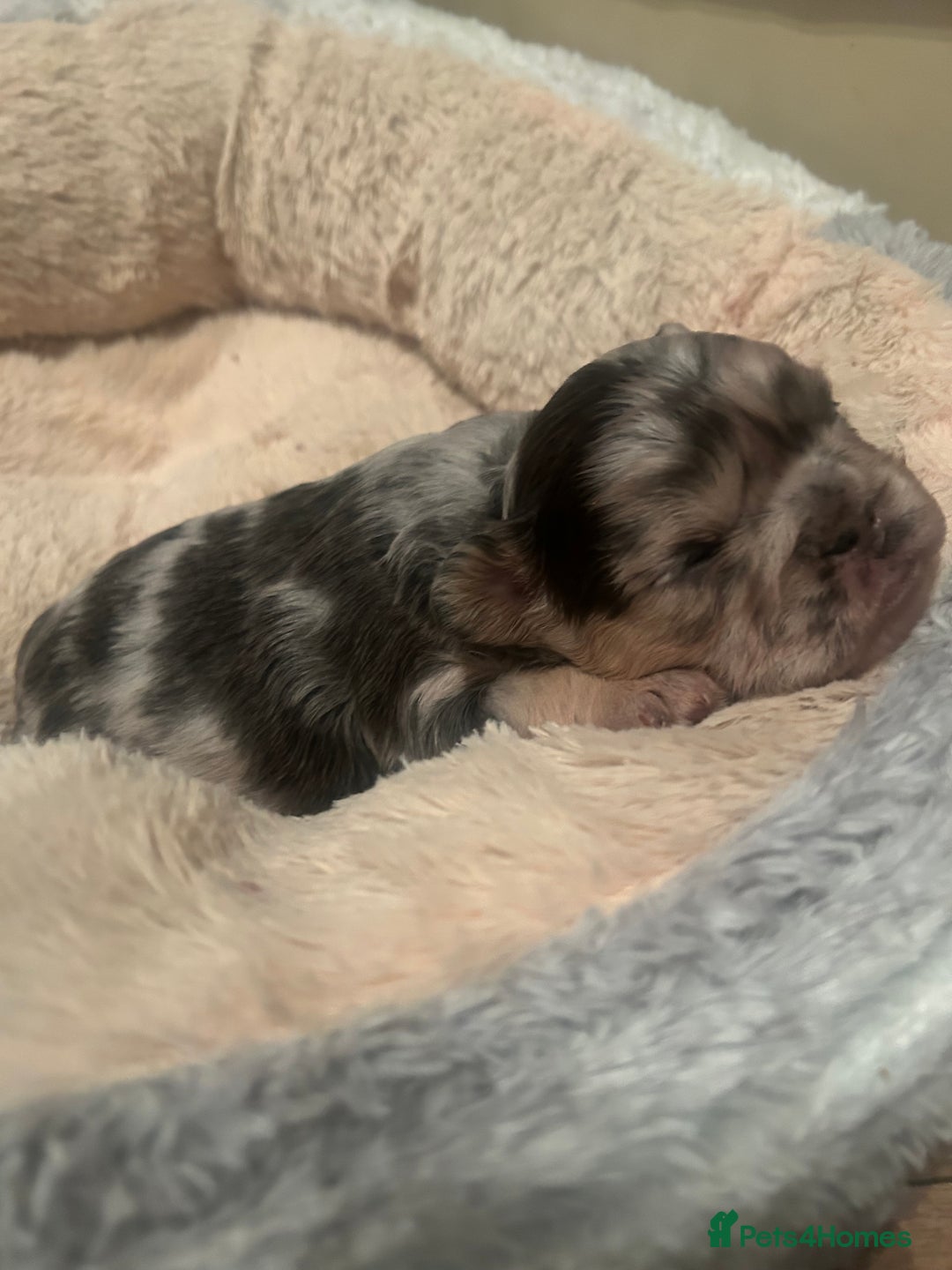 French Bulldog dogs for sale: fluffy french bulldogs - Advert 4