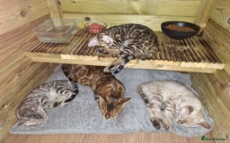 Bengal cats for sale: Show quality pure bengal kittens. - Image 6