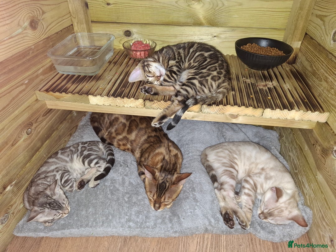 Bengal cats for sale: Show quality pure bengal kittens. - Image 6