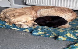 Golden Retriever dogs for stud: Gorgeous Golden Retriever Stud  - Image 6