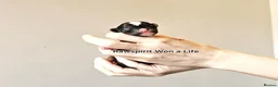 Chinese Crested dogs for sale: New litter boys and girls. - Advert 5