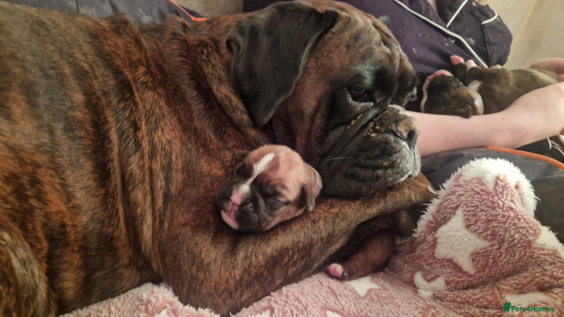 Boxer dogs Beautiful Boxer Puppies - Advert 16