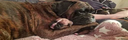 Boxer dogs for sale: Beautiful Boxer Puppies - Advert 1