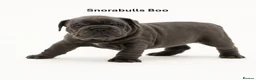 English Bulldog dogs for sale: Snorabulls Top Quality Girls - Advert 11