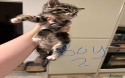 Mixed Breed cats for sale: 6 kittens for sale - 2 LEFT - Image 4