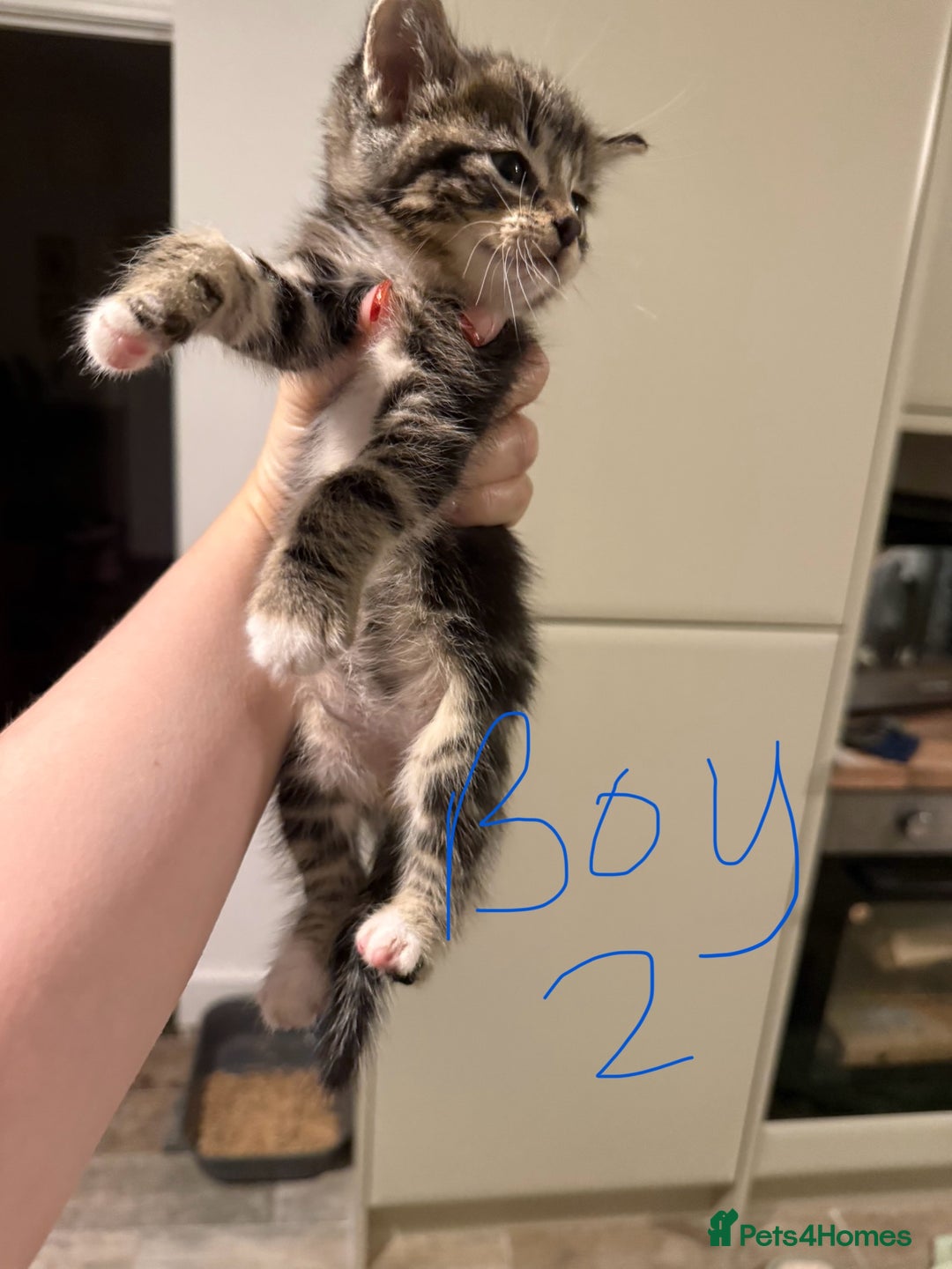 Mixed Breed cats for sale: 6 kittens for sale - 2 LEFT - Image 4