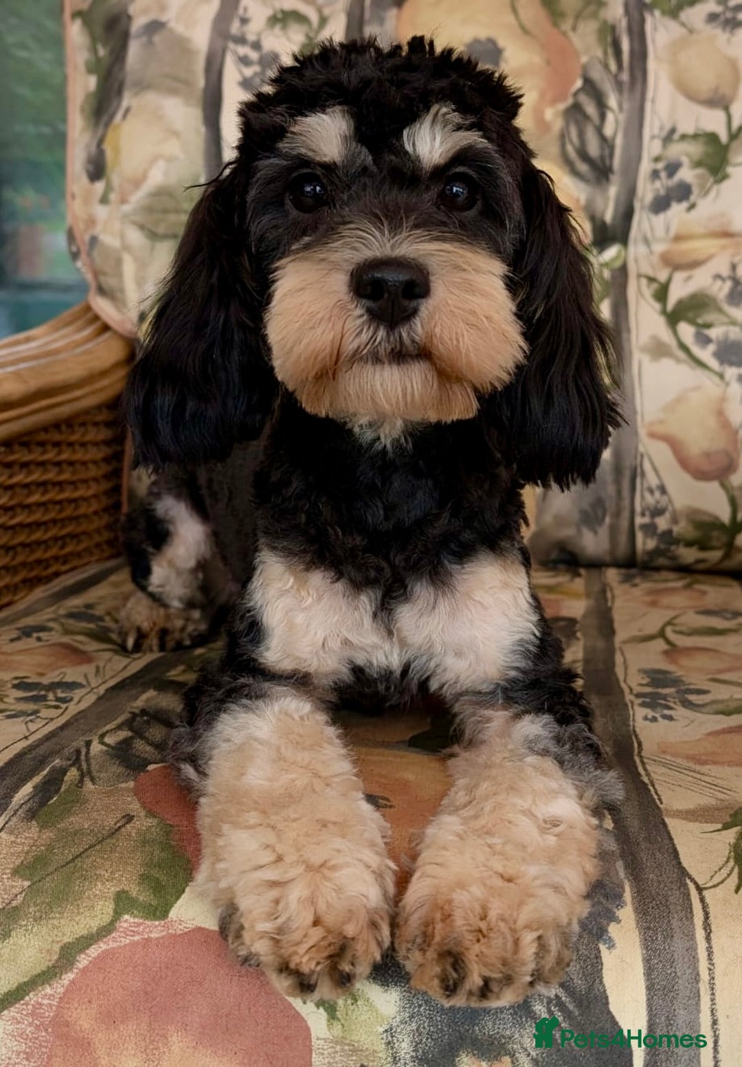 Cavapoo dogs for sale: Adorable Cavapoo puppies - Advert 1