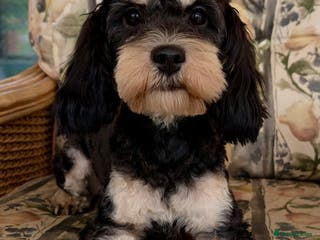 Cavapoo dogs Adorable Cavapoo puppies - Advert 1