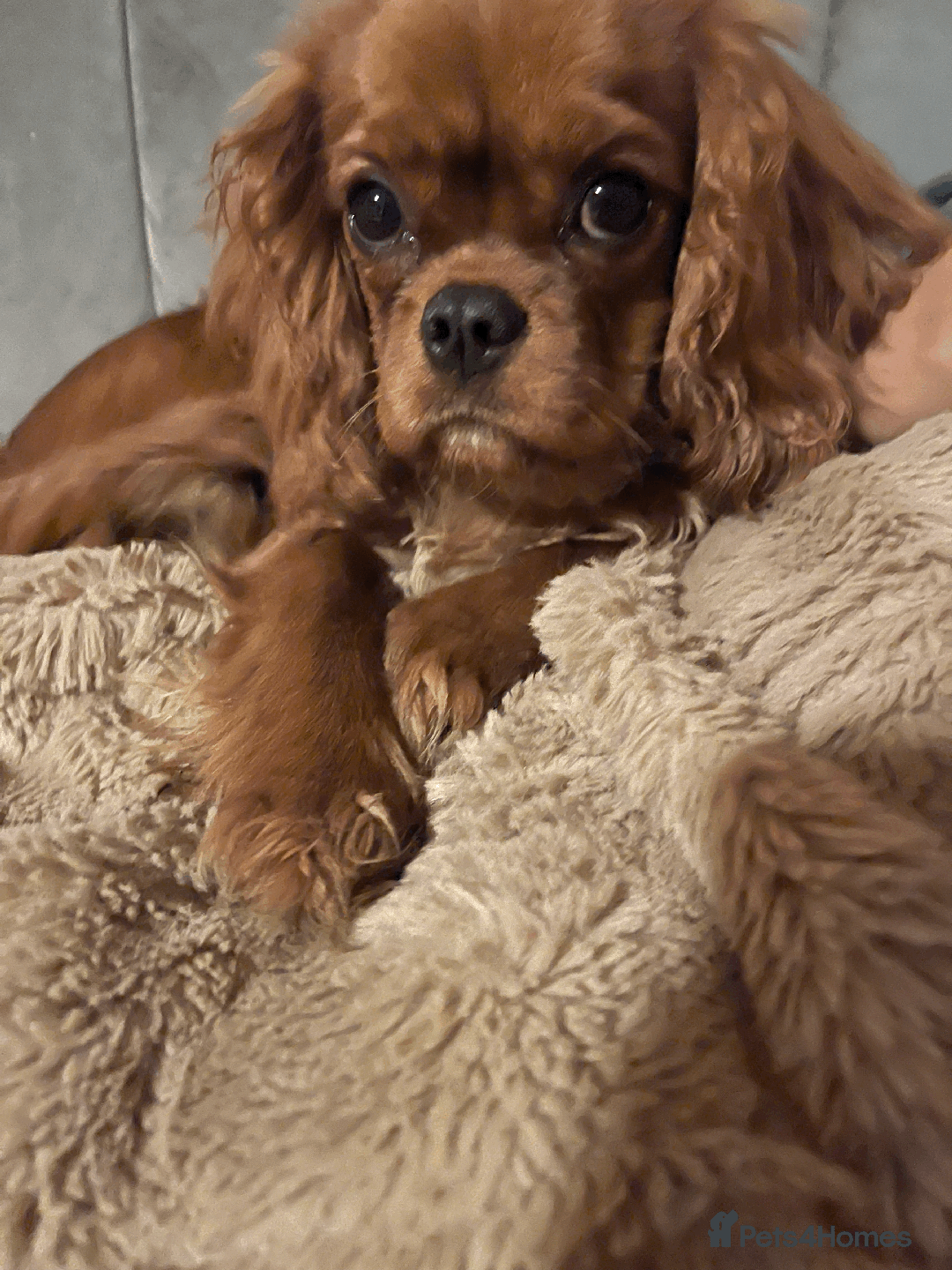 Cavalier King Charles Spaniel dogs for sale: READY NOW CavalierKingsCharlesSpaniel boy  - Image 9