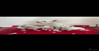 West Highland Terrier dogs - Advert 6