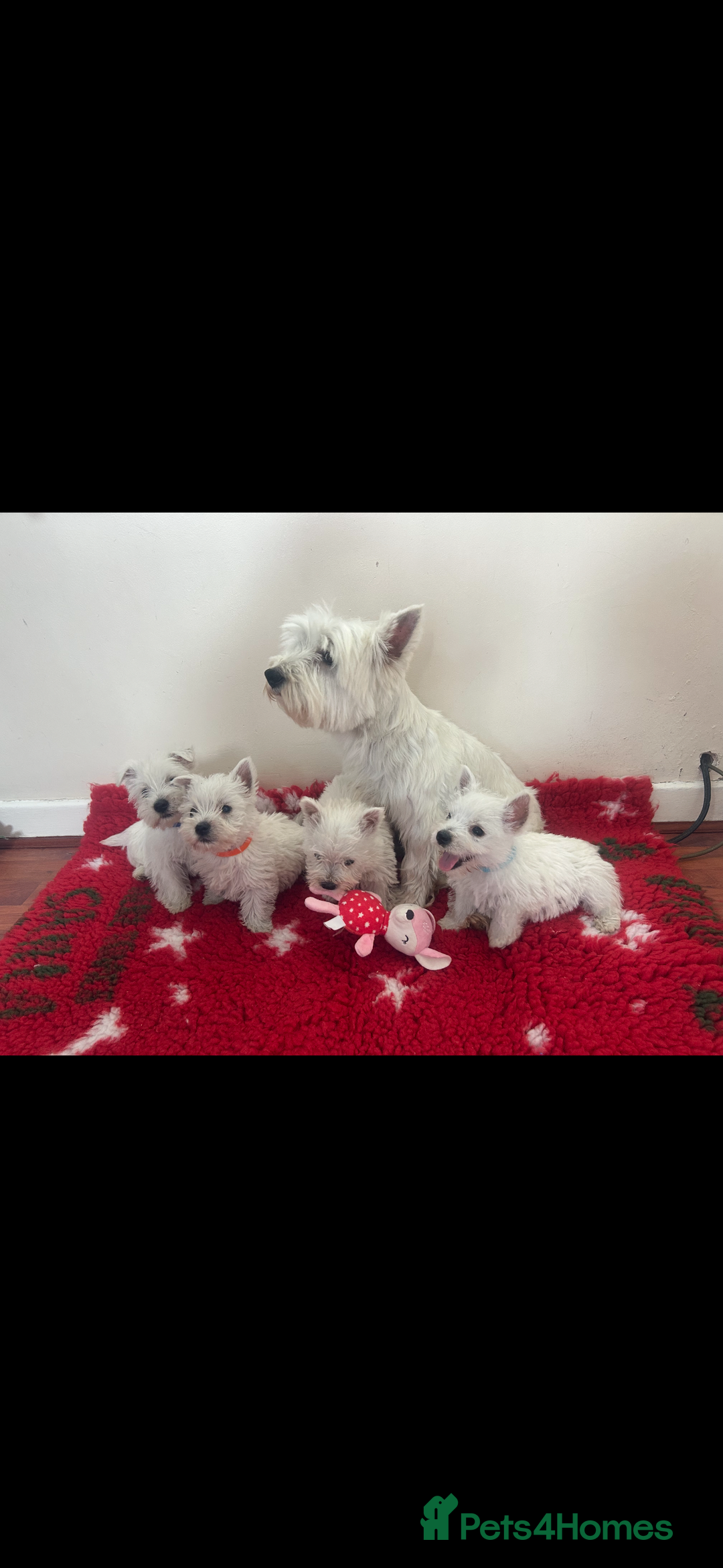 West Highland Terrier dogs for sale: 4 stunning west highland terrier puppies for sale - Image 3