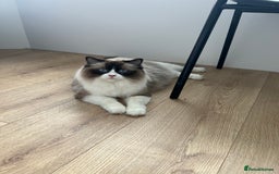 Ragdoll cats for sale: Ragdoll girl !!!  - Image 12