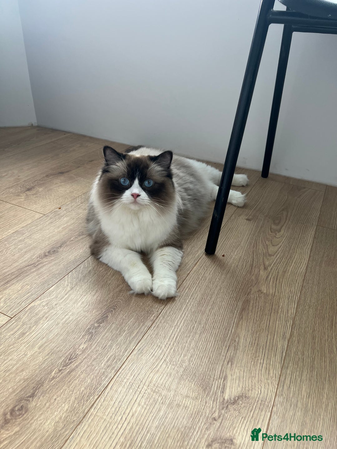 Ragdoll cats for sale: Ragdoll girl !!!  - Image 12