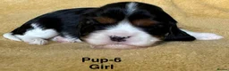 Cavalier King Charles Spaniel dogs for sale: Choc & Tan carriers - CKC Spaniel Puppies - Advert 15