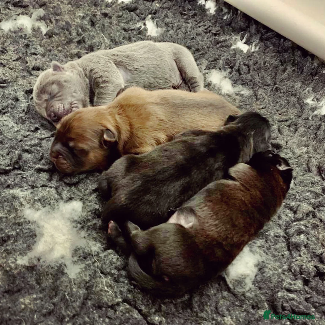 Chow Chow dogs for stud: HERSHEY the famous chocolate carrying blue. in Cheltenham - Advert 24