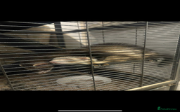 Ferret rodents for sale: 2 female ferrets looking for new home  - Image 1