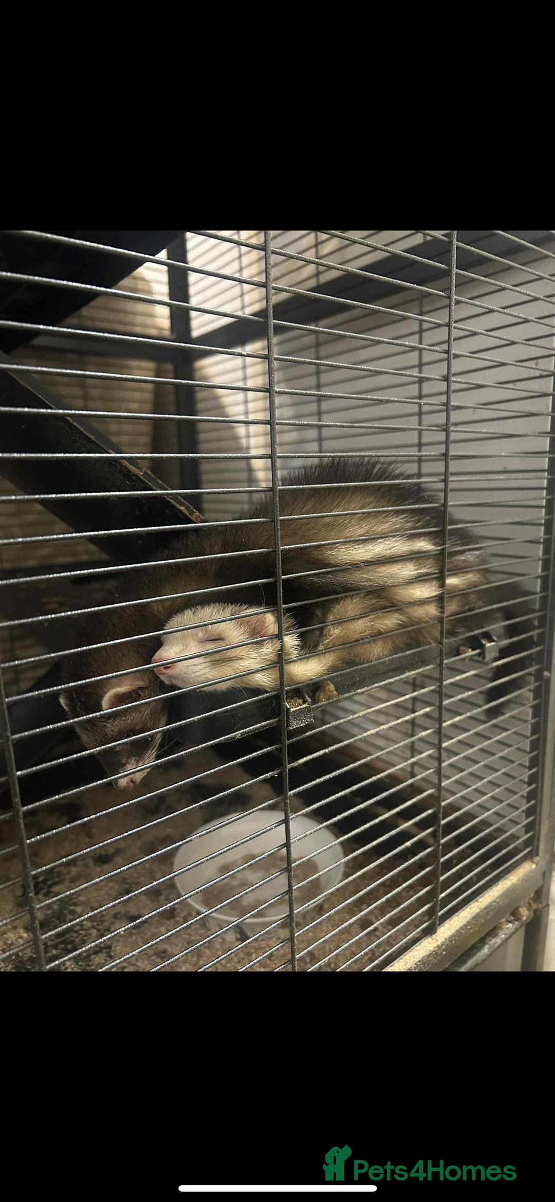 Ferret rodents for sale: 2 female ferrets looking for new home  - Image 1