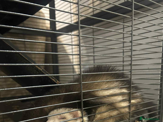 Ferret rodents - Advert 2