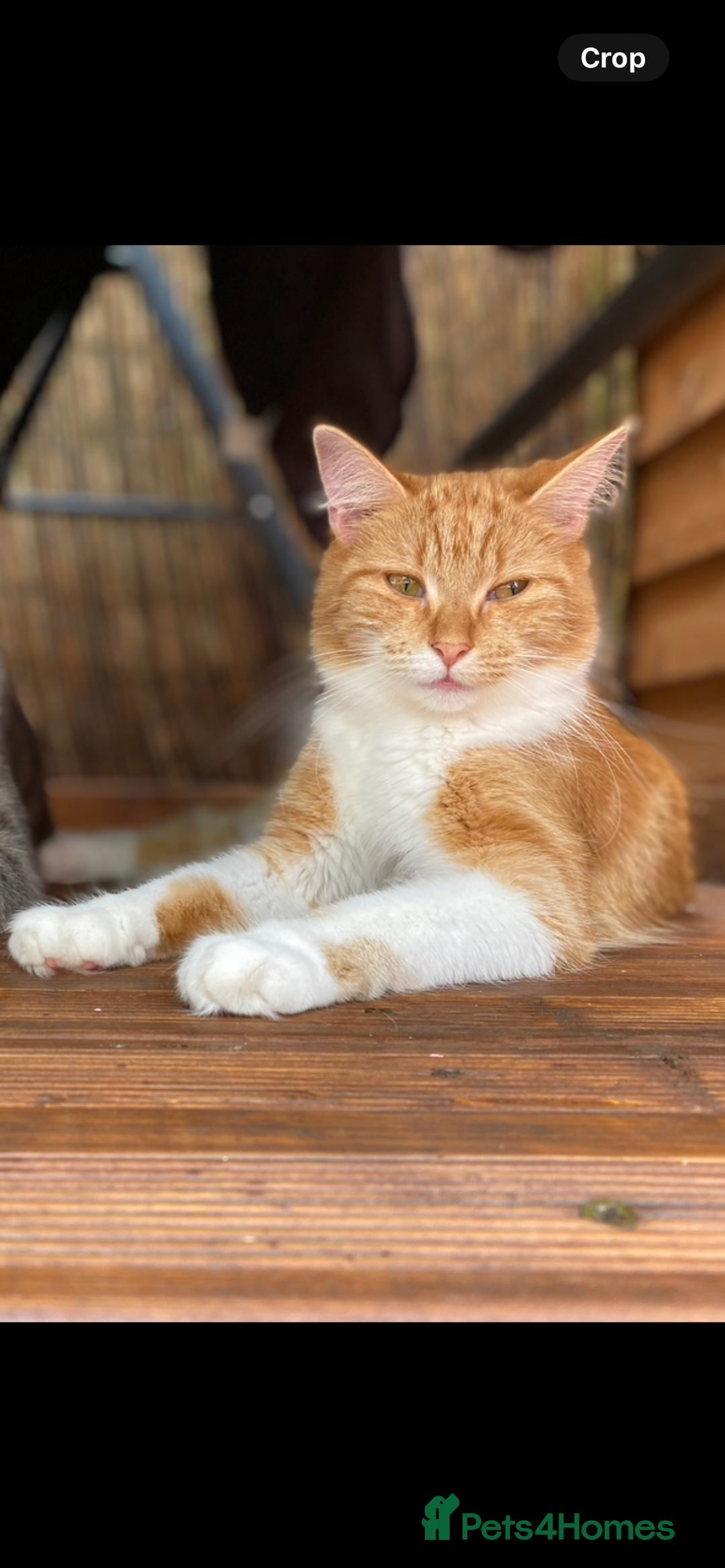 Mixed Breed cats for sale: Pumpkin - Advert 6