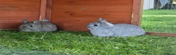 Netherland Dwarf rabbits for sale: Purebred Netherland Dwarf - Advert 4
