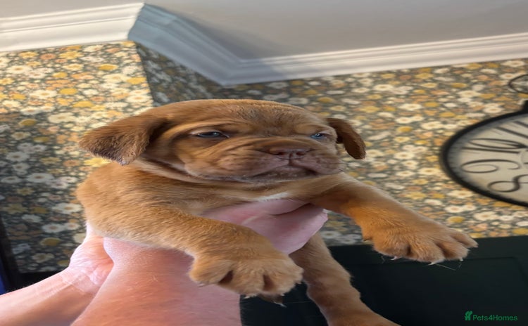 Dogue De Bordeaux dogs - Advert 1