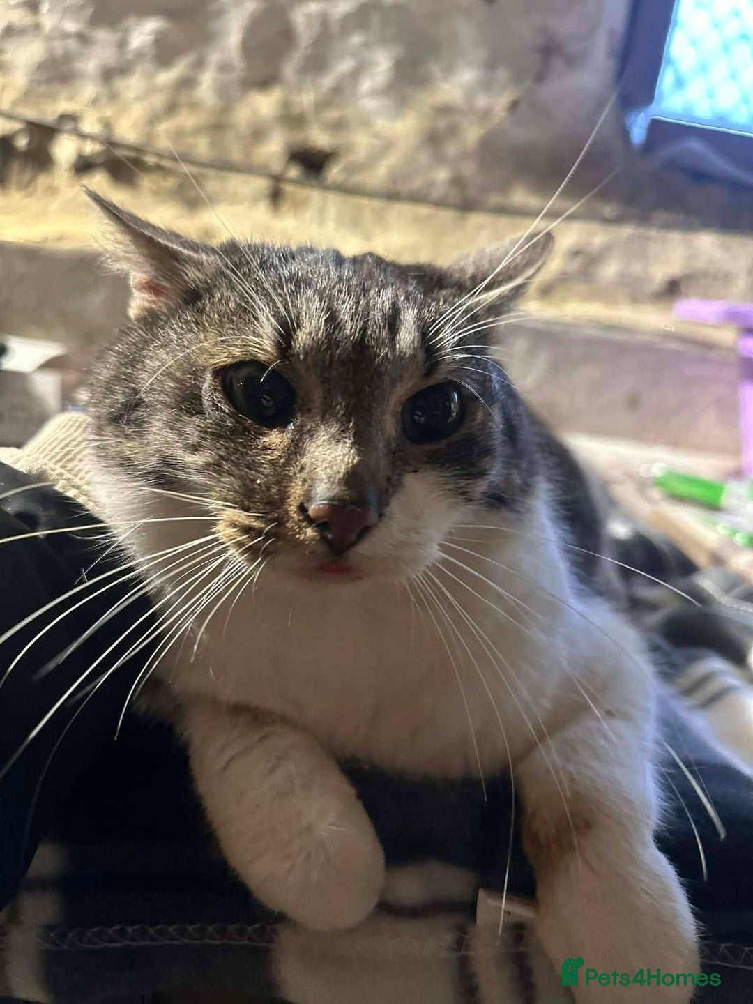 Mixed Breed cats for adoption: Mercury for adoption - Advert 5