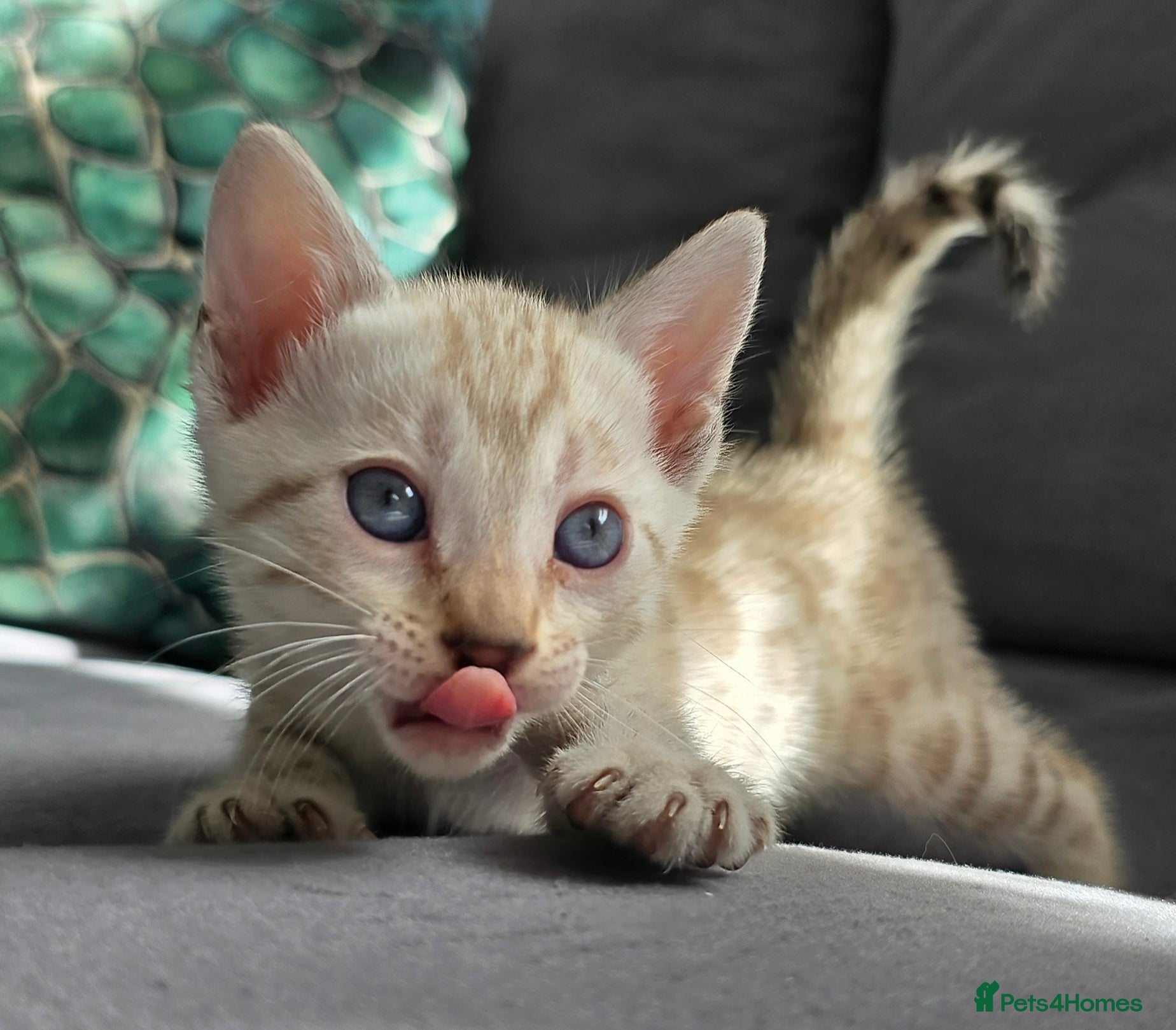 Bengal cats 🔥3 Seal lynx and brown bengal kittens left🔥 - Advert 13