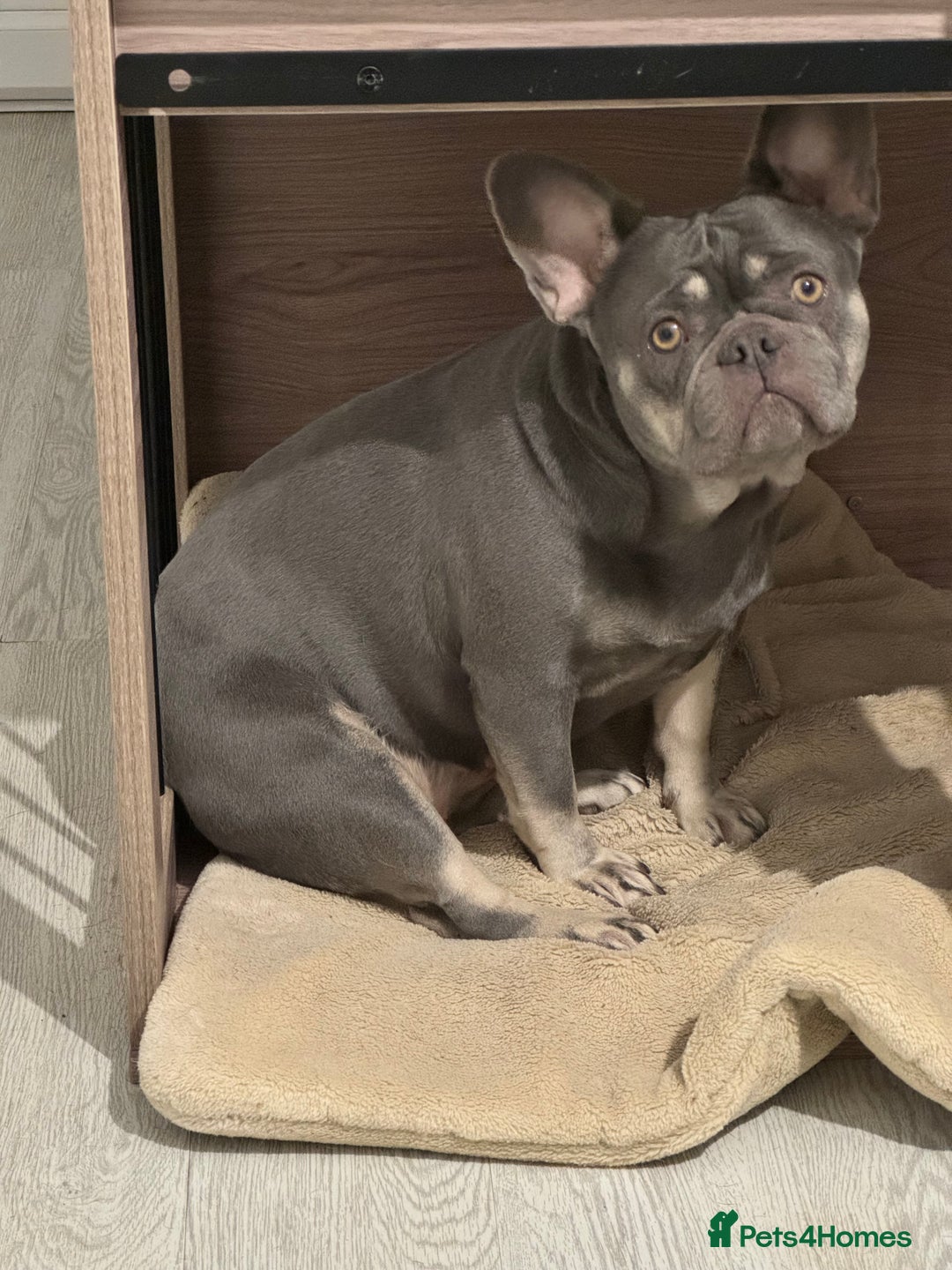 French Bulldog dogs for sale: Kc Registered 5 Generation Pedigree Quality  - Image 30