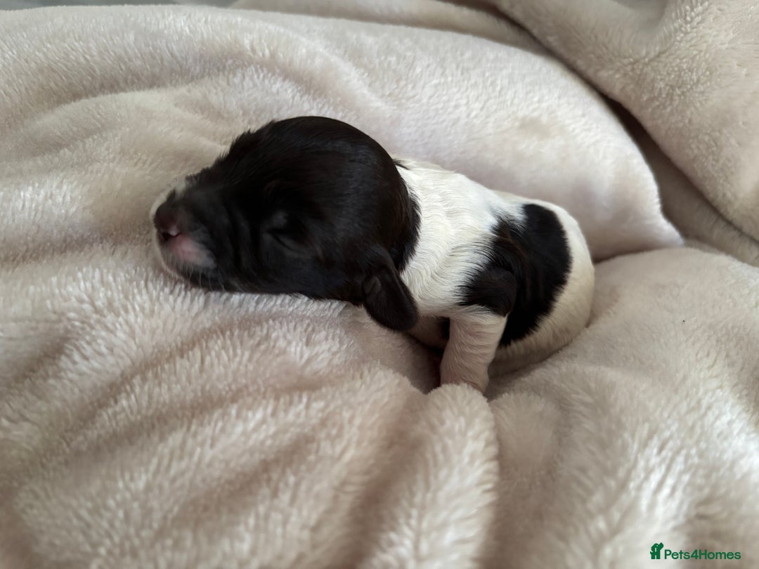 Cockapoo dogs for sale: Cockapoos puppies for sale *ready 19th feb* - Advert 22