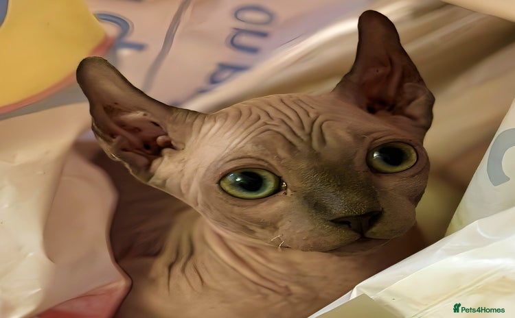 Sphynx cats - Advert 7