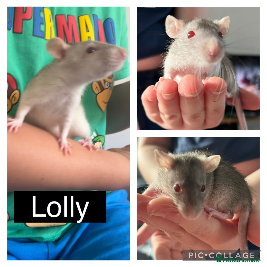 Rat rodents for sale: 4 Female Dumbo Rats + Cage - Image 2