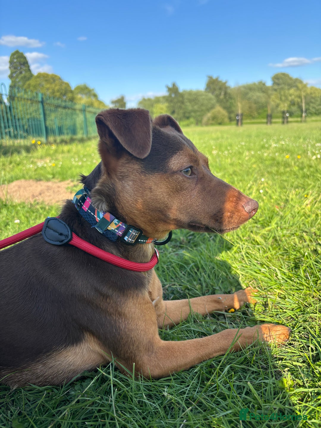 Jack Russell dogs for sale: 18 month Jack Russell male - Advert 1