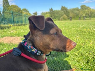 Jack Russell dogs 18 month Jack Russell male - Advert 1