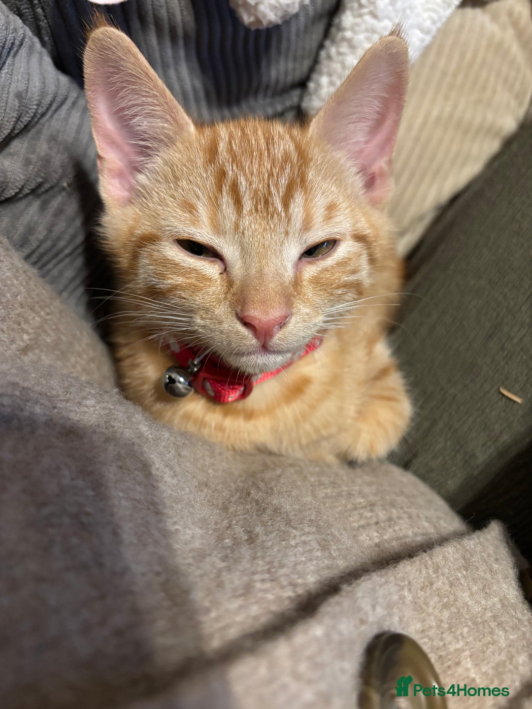 Mixed Breed cats for sale: Tigger for sale - Advert 2