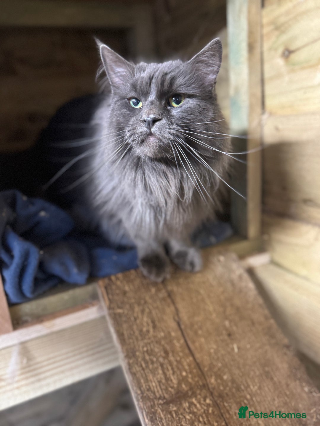 Maine Coon cats for sale: Black Smoke & Blue Smoke Maine Coon Kittens - Advert 6