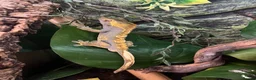 Gecko reptiles for sale: Male crested gecko  - Advert 2