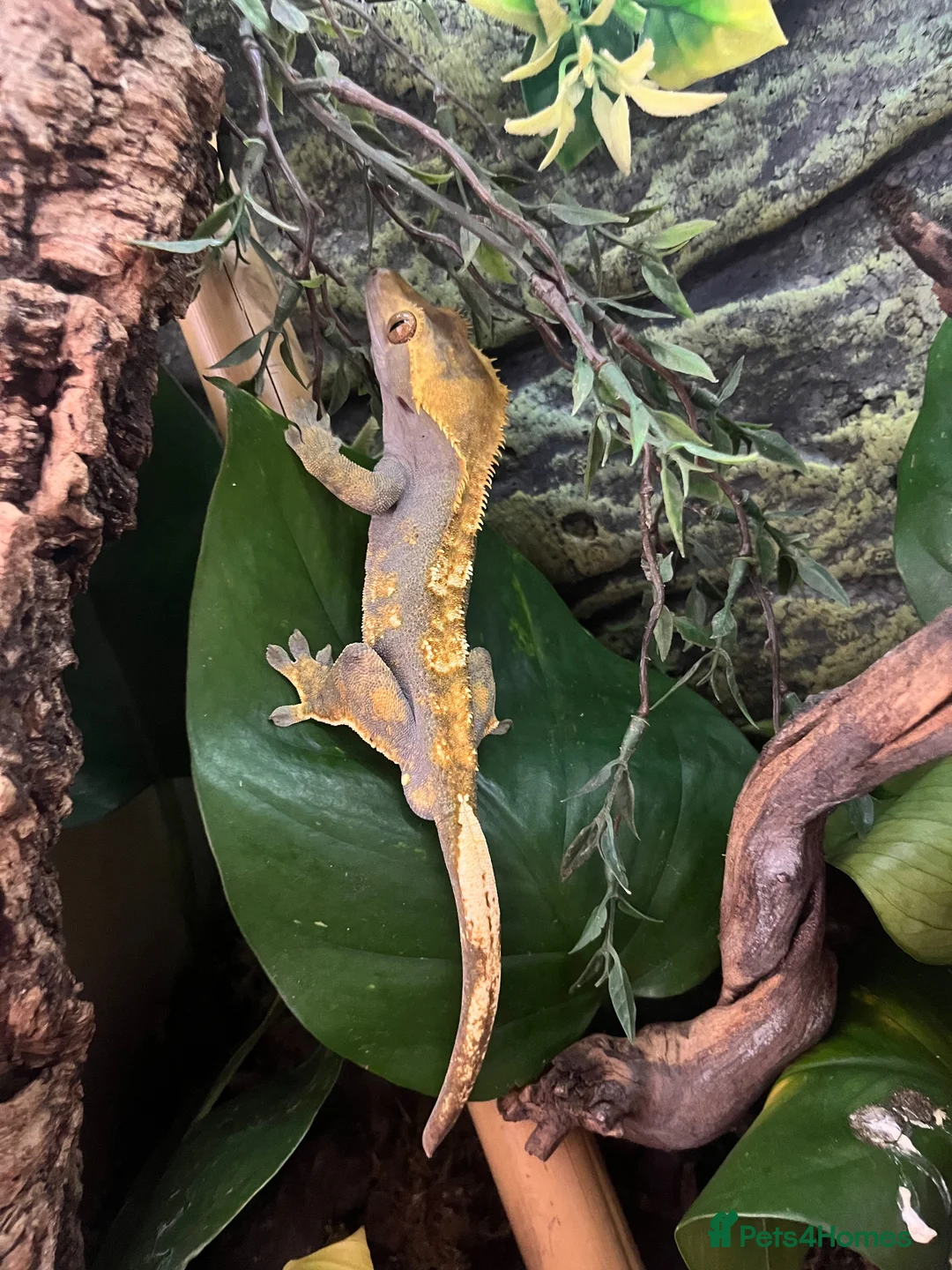 Gecko reptiles for sale: Male crested gecko  - Advert 2