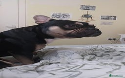 Mixed Breed dogs for sale: Frenchie cross  - Image 4