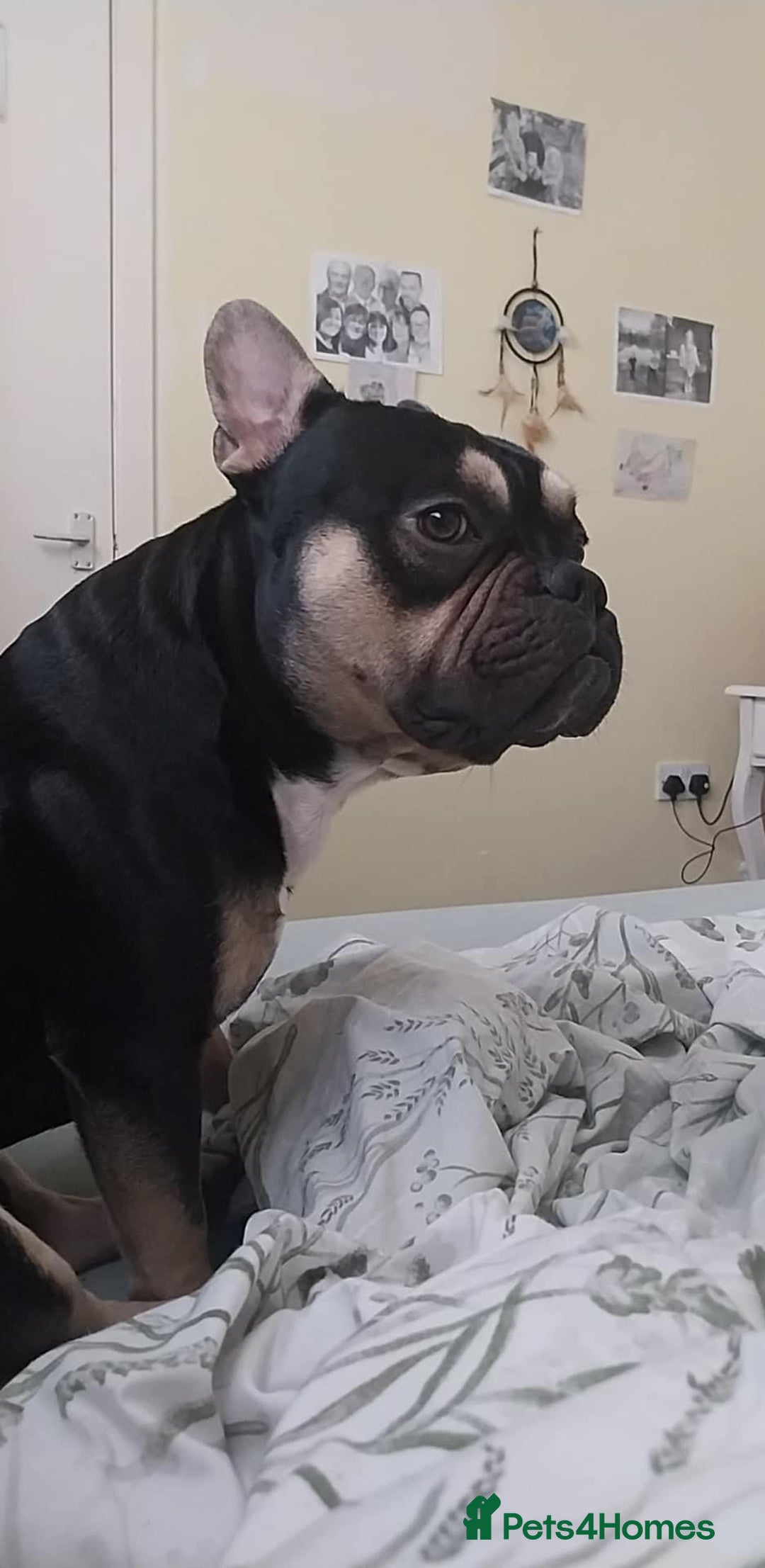 Mixed Breed dogs for sale: Frenchie cross  - Image 4