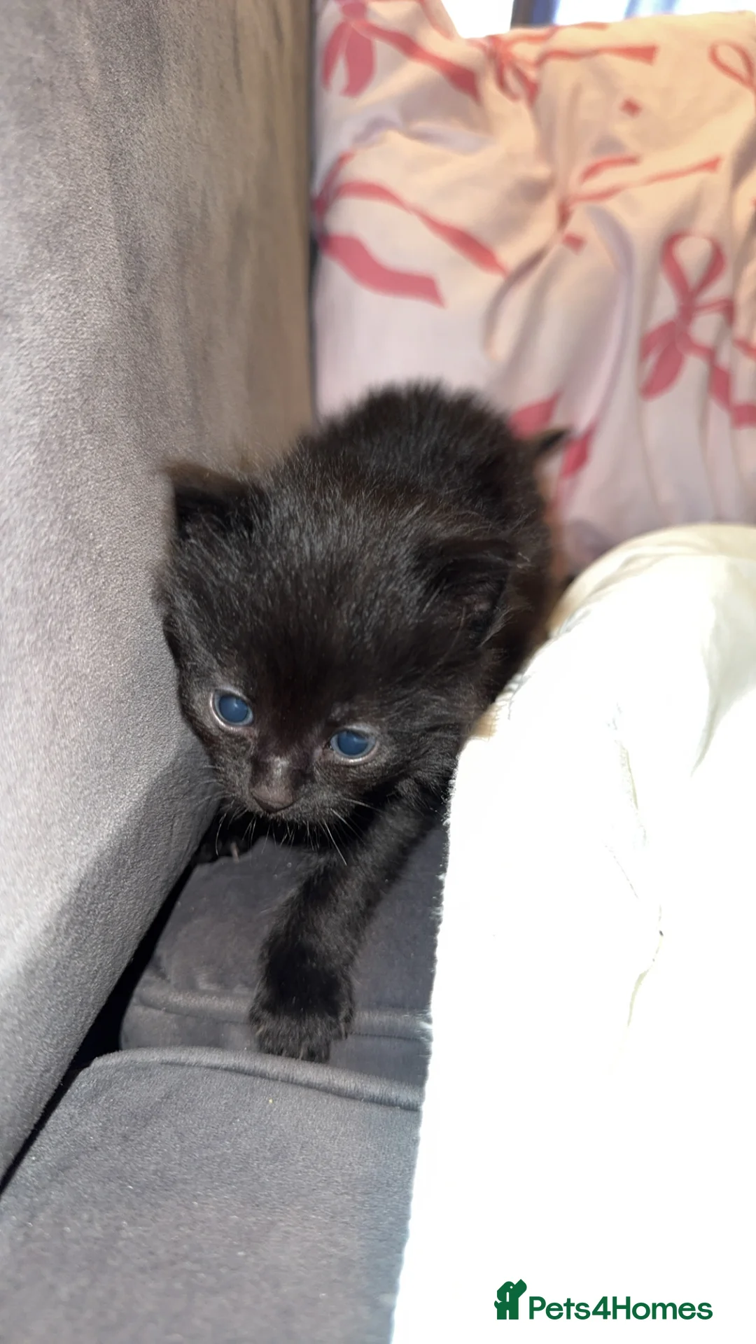 Mixed Breed cats for sale: 3 kittens for sale in Mitcham - Advert 6